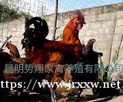 上海土鸡苗,上海鸭苗,上海肉鸡苗,上海野鸡苗,乌鸡苗,珍珠鸡